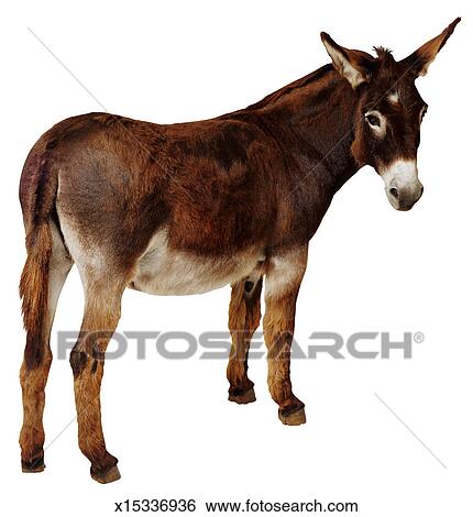 donkey_~x15336936.jpg